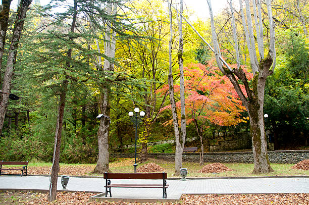 Park Narodowy Borjomi-Kharagauli Drewniana ławka i kolorowe drzewa – zdjęcie