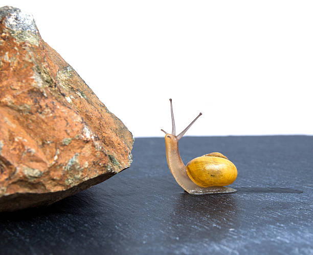 istock snail in front of the obstacle 532400974