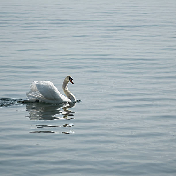 cisne mudo - hagnau fotografías e imágenes de stock