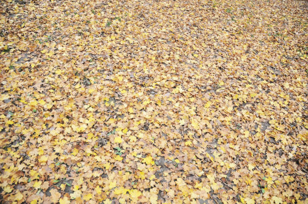 黄色の葉では、地上に質感を使用して、ジョージア州 ストックフォト