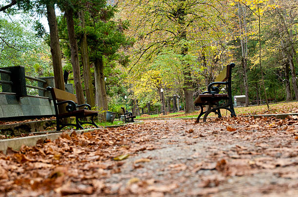 秋の落ち葉、黄色の森公園のベンチに ボルジョミ ジョージア州 ストックフォト