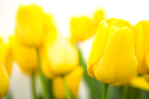 yellow tulip on white background