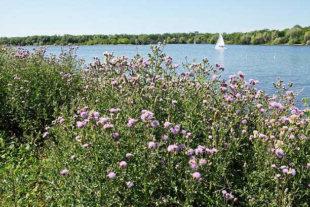 kanada oset i sailboat w wascana jezioro w regina - wascana lake zdjęcia i obrazy z banku zdjęć