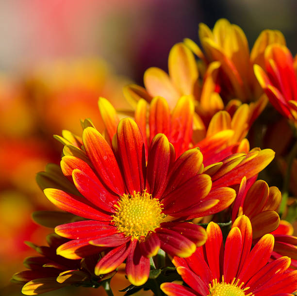 Close up of colorful chrysanthemum flowers.