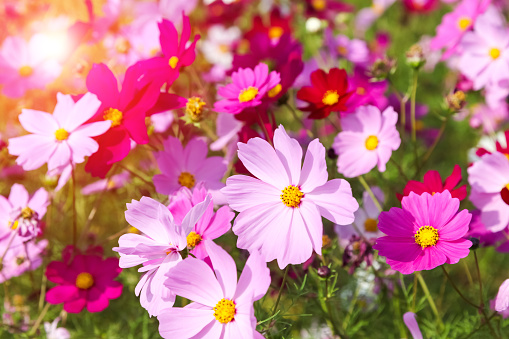 Spring background with vibrant wildflowers growing in warm sunlight with copy space