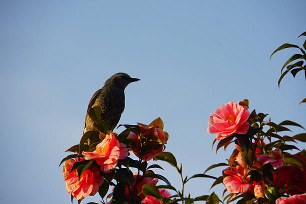 istock Japanese Bird Brown-eared Bulbul 532408132