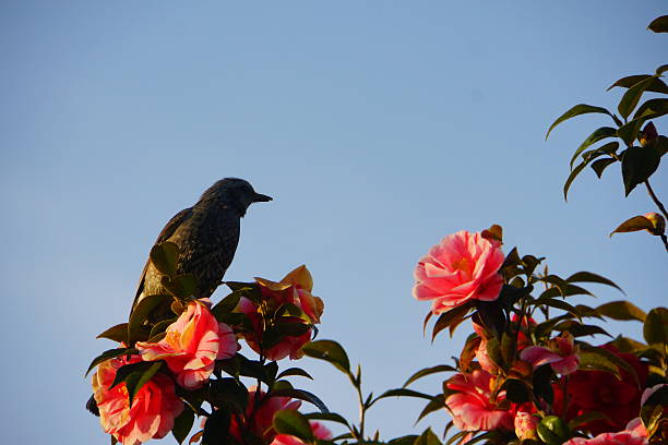 istock Japanese Bird Brown-eared Bulbul 532408148