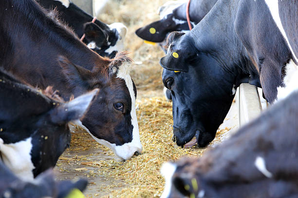 Cows on Farm Feeding Time at Dairy Farm animal pen stock pictures, royalty-free photos & images