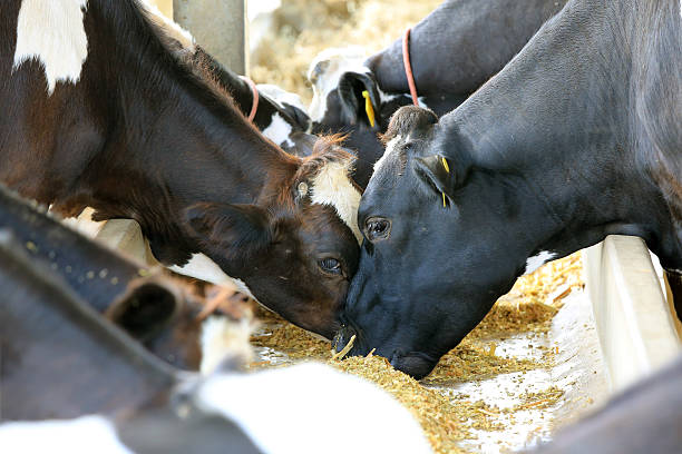 kühe auf der farm - holstein stock-fotos und bilder