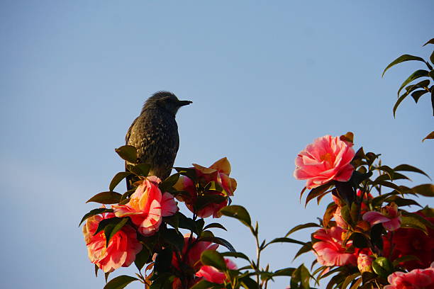 istock Japanese Bird Brown-eared Bulbul 532408364