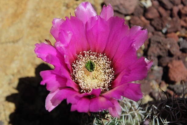 cactus de flor púrpura - single flower flower desert new mexico fotografías e imágenes de stock