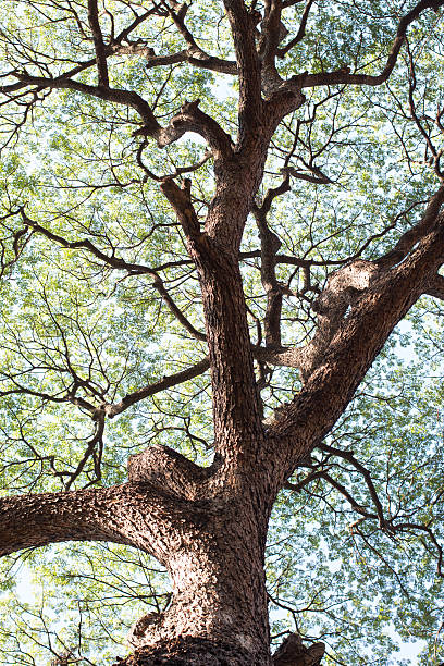 istock details of green leaf and branch tree foliage background 532408620