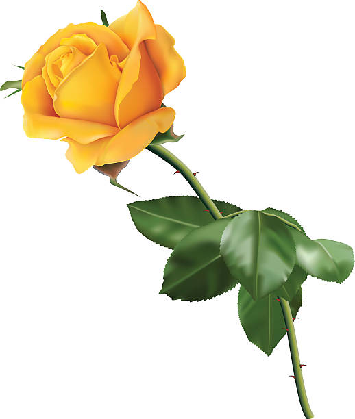 노란색 로즈 - single flower close up flower head rose stock illustrations