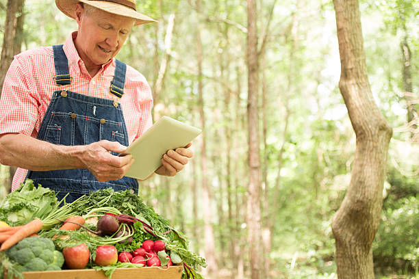 Senior adult, male farmer harvests organic vegetables.  Digital tablet.