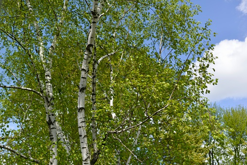 Tender new green leaves on a birch tree against a clear blue sky. Nice spring background.