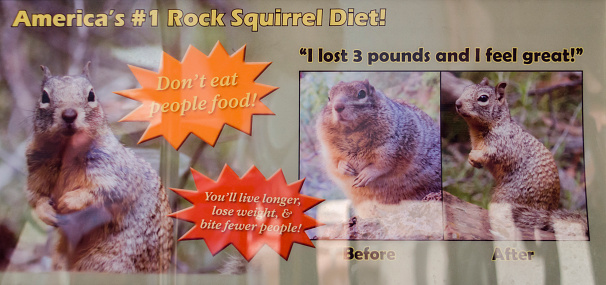 Cute little squirrel on the rim of the Grand Canyon National Park