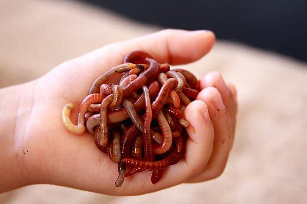 Toddler with a handful of worms - \