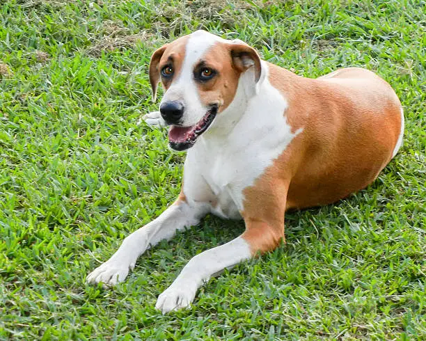 Photo of my dog "Bama".  She was rescued from a shelter as a puppy.  She is a Doberman Boxer mix and is a gentle giant.  Her beautiful white and brown coloring matches her big brown eyes so well.