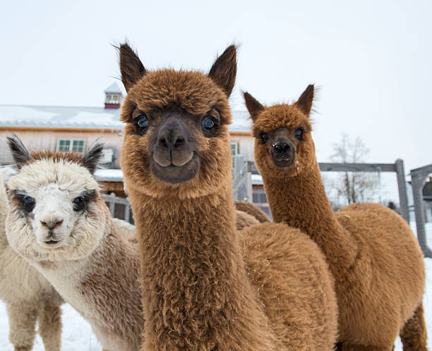 궁금 alpacas 카메라 보기 - winter dog non urban scene horizontal 뉴스 사진 이미지