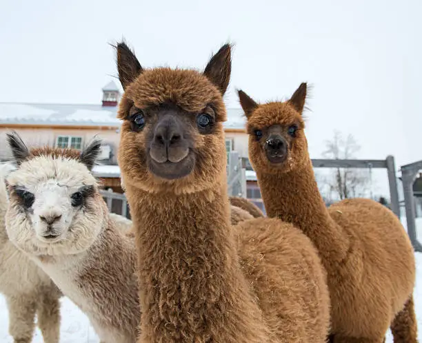Brown and beige alpacas in the snow looking at camera.