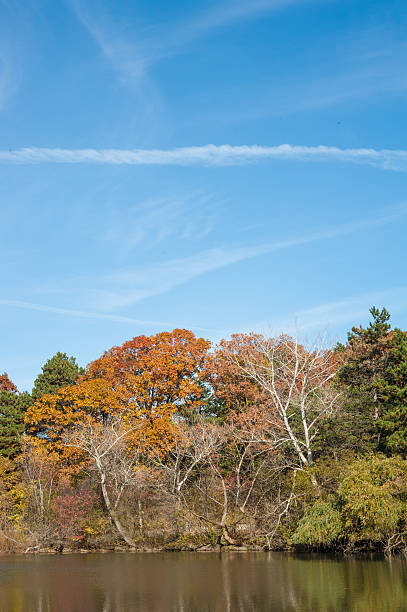 istock Bright blue sky visible through orange and yellow fall leaves. 532411758