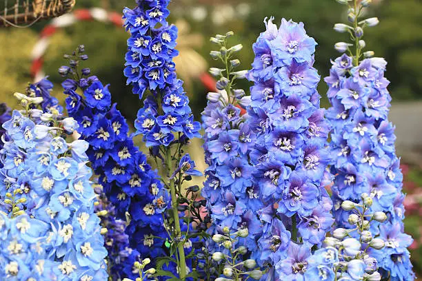 Delphinium,Candle Delphinium,many beautiful purple and blue flowers blooming in the garden,English Larkspur,Tall Larkspur
