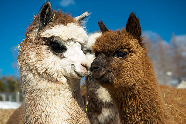 Alpacas kissing Alpacas kissing for the camera. llama animal photos stock pictures, royalty-free photos & images