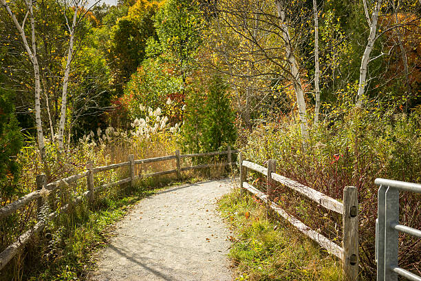 istock Beautiful dirt road leading into an autumn forest 532412194