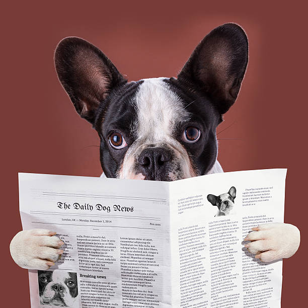 istock French bulldog reading newspaper 532412351