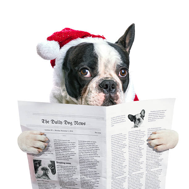 istock French bulldog in santa hat reading newspaper 532412359