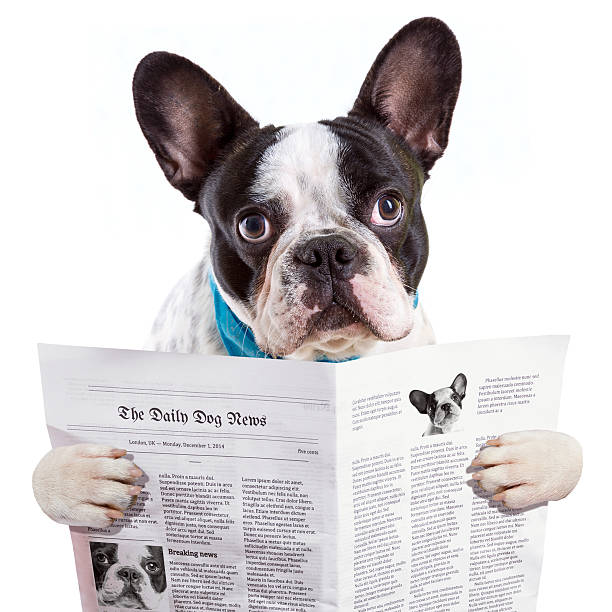 istock French bulldog reading newspaper 532412361