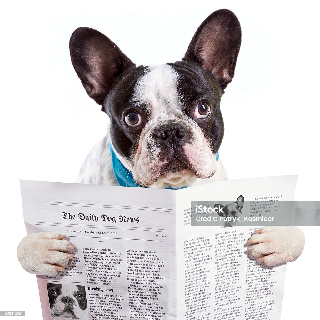 French bulldog reading newspaper French bulldog reading newspaper over white 2015 Stock Photo