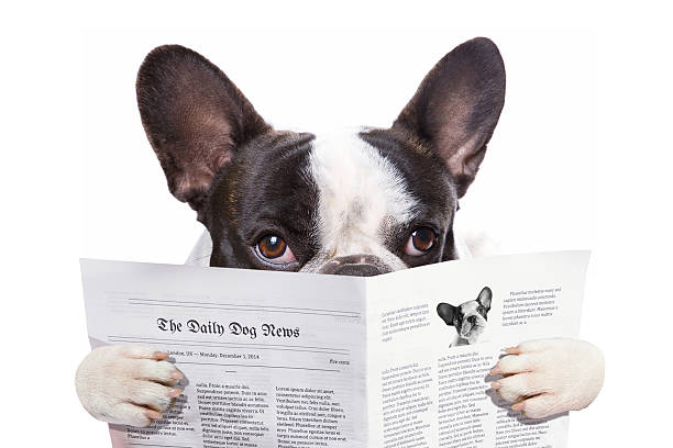 istock French bulldog reading newspaper 532412403
