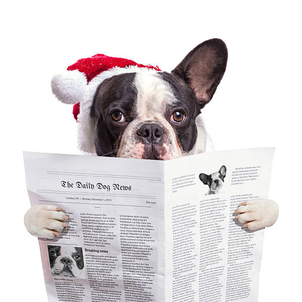istock French bulldog in santa hat reading newspaper 532412413