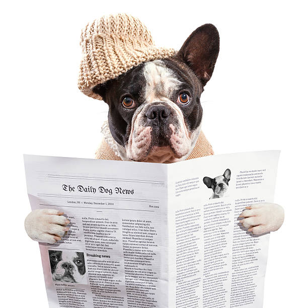 istock French bulldog reading newspaper 532412421