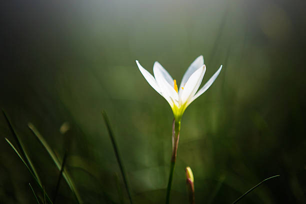istock orchid flower blossoming in spring in sunshine. 532412554