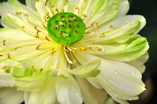 Close up of calyx of lotus seed in lotus flower