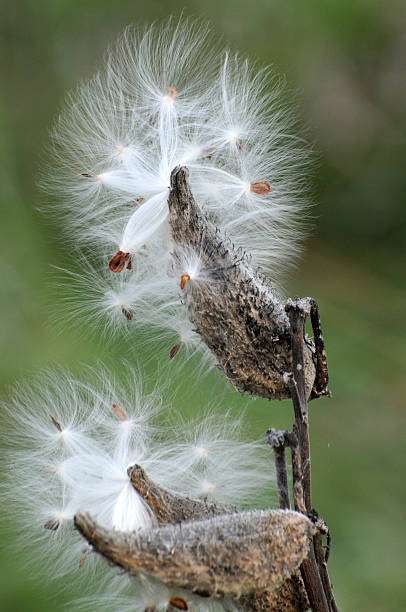 istock Milkweed Pods & Seeds 532414088