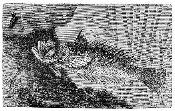 Antique illustration of Atlantic stargazer (Uranoscopus scaber) Antique illustration of Atlantic stargazer (Uranoscopus scaber) stargazer fish stock illustrations
