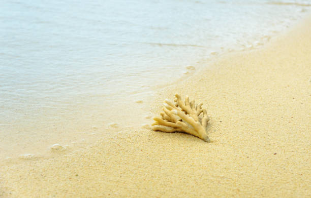 istock Coral on the sand at beach 532415084