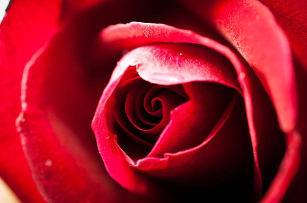 istock Close up of red rose petal 532417905