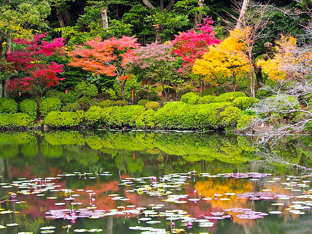 istock japan autumn tree background - Stock Image 532418109
