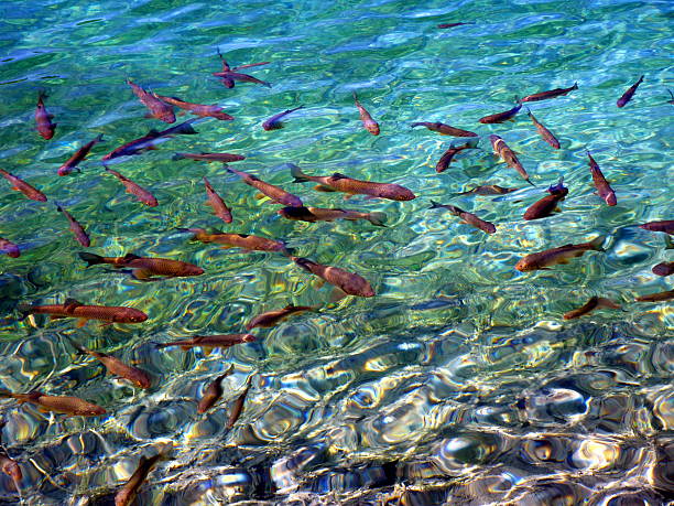 istock School of fish in rippling clear water 532418279