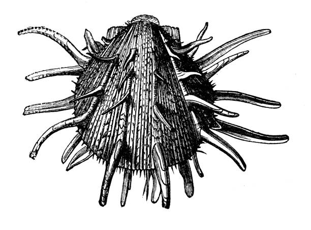 Ilustración de Anticuario Ilustración De Spondylus Regius Caracola Carcasa  De Concha De Mar y más Vectores Libres de Derechos de Ostión espinoso -  iStock