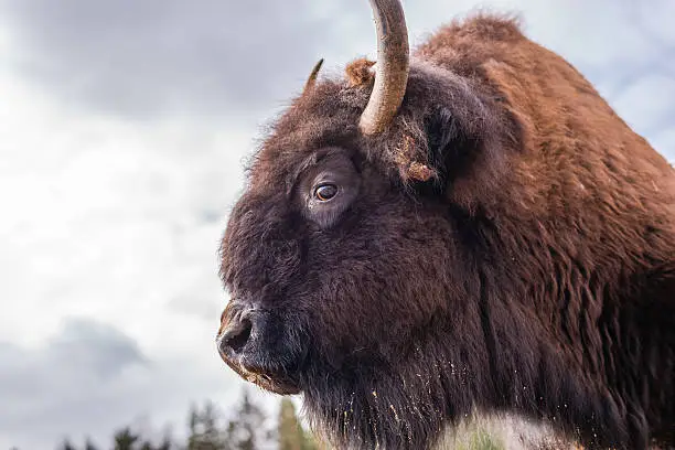 Buffalo close up in the wild on a background of stormy sky