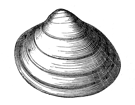 Antique illustration of cardium groenlandicum shell seashell conch shell