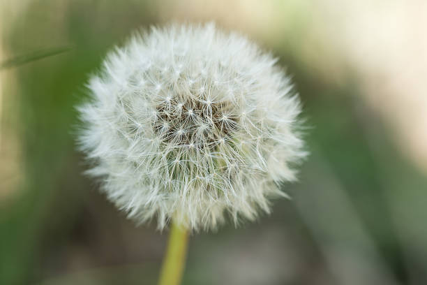 istock Macro shot of a dandelion with blurred grass as background 532443003