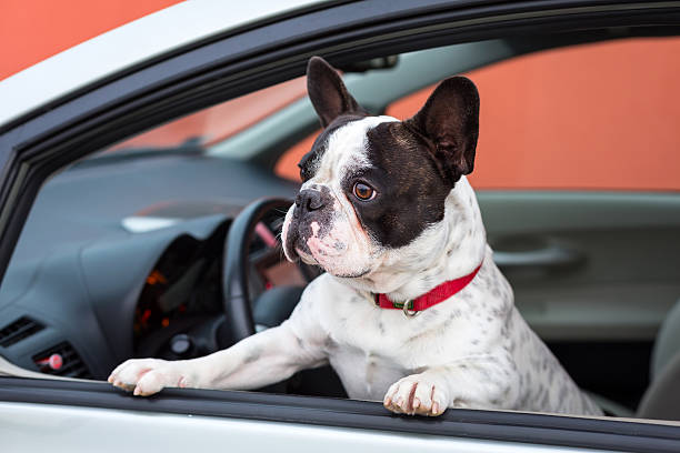 istock French bulldog inside the car 532444523