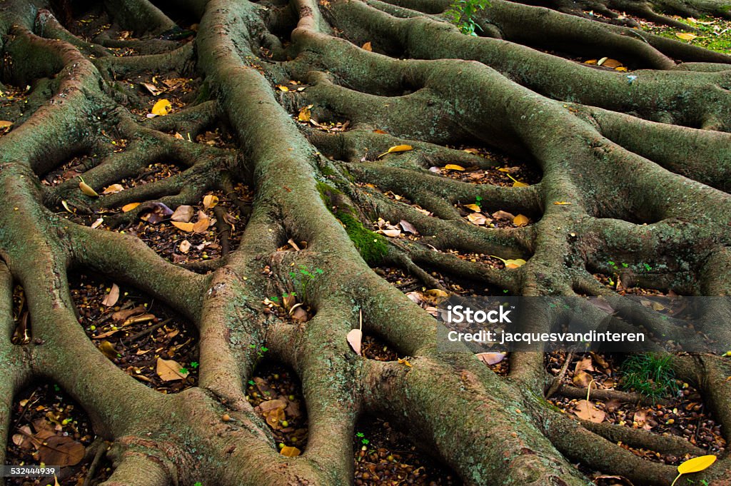 Tree roots Tree roots. Origins Stock Photo