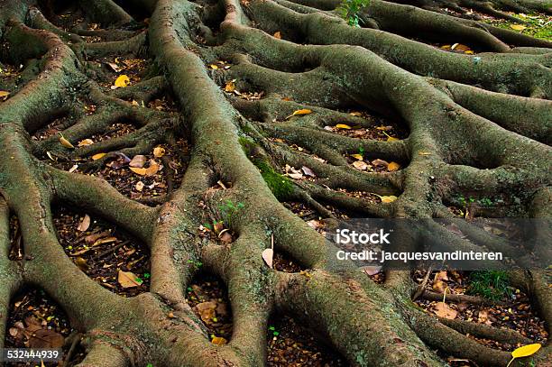 Tree Roots Stock Photo - Download Image Now - Origins, Stability, Root